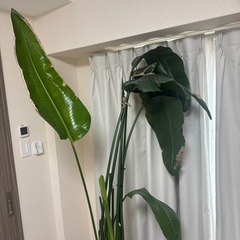 観葉植物の画像