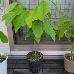 【お話中】幻のフルーツ　ポポー　苗　希少　5年生　②