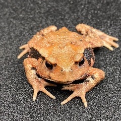 ニホンヒキガエル 1匹　その③ ヒキガエル