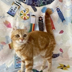 アメリカンカール4歳の女の子 - 猫