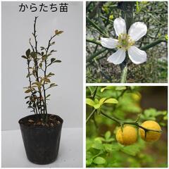 カラタチ苗【レモンや柚子、みかん等の接木台木】1鉢