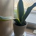 ランキングキーワードに紐づく投稿画像-観葉植物