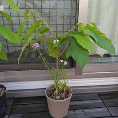 幻のフルーツ　希少　ポポー　5年生　③の画像