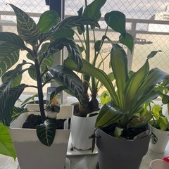 観葉植物⭐︎3個セットの画像