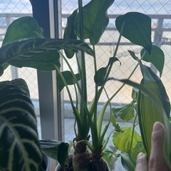 観葉植物⭐︎3個セットの画像