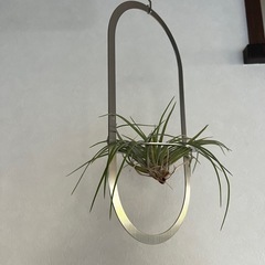 エアプランツ　ハンキング　プラントハンガー　の画像