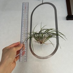 エアプランツ　ハンキング　プラントハンガー　の画像