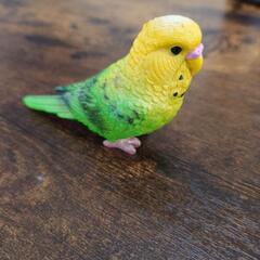 行方不明のセキセイインコ探してます！