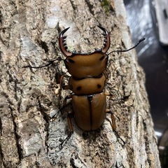 KOTA's insect  メンガタメリー♂単