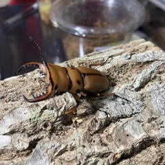 KOTA's insect  メンガタメリー♂単の画像