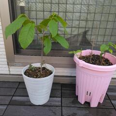 2本セット　ポポー　実生苗　4年生