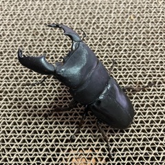 スマトラオオヒラタ　成虫ペア
