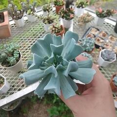 多肉植物 トップシータビーの画像