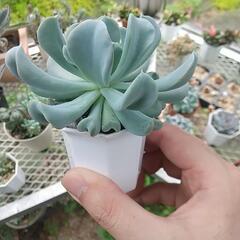 多肉植物 トップシータビーの画像