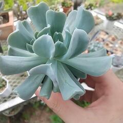 多肉植物 トップシータビー