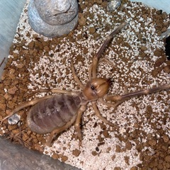 イエロージャイアントヒヨケムシ