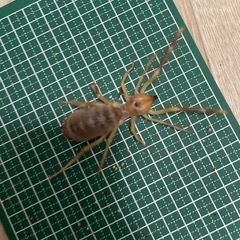 イエロージャイアントヒヨケムシの画像