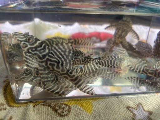 キンペコ  プレコ　まとめ売り 熱帯魚