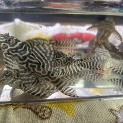 キンペコ  プレコ　まとめ売り 熱帯魚の画像