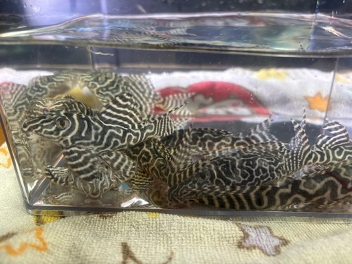キンペコ  プレコ　まとめ売り 熱帯魚
