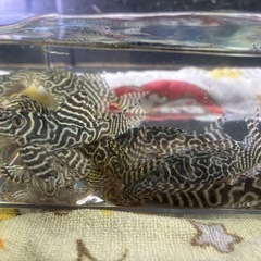 キンペコ  プレコ　まとめ売り 熱帯魚の画像