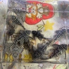 キンペコ  プレコ　まとめ売り 熱帯魚の画像