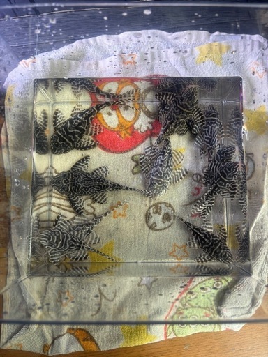 キンペコ  プレコ　まとめ売り 熱帯魚