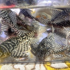 キンペコ  プレコ　まとめ売り 熱帯魚の画像
