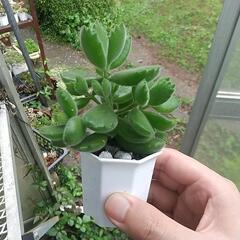 多肉植物 元気に育った 熊童子の画像