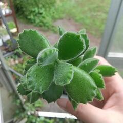 多肉植物 元気に育った 熊童子の画像