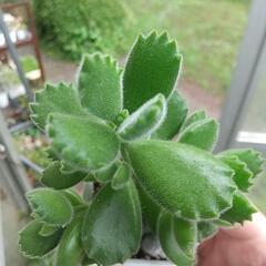 多肉植物 元気に育った 熊童子の画像