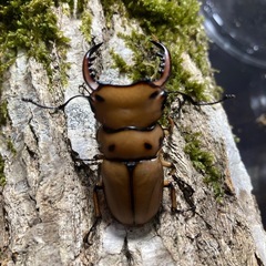KOTA's insect  メンガタメリー♂単　KOTA店長ブリードの画像