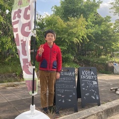 KOTA's insect  メンガタメリー♂単　KOTA店長ブリードの画像