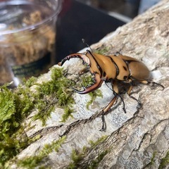 KOTA's insect  メンガタメリー♂単　KOTA店長ブリード