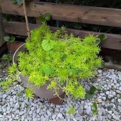 南天＆セダム寄せ植えの画像