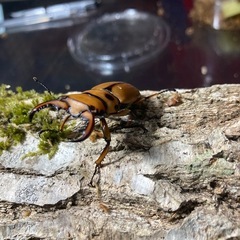 KOTA's insect メンガタメリー♂単　KOTA店長ブリード