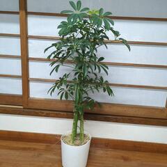 【受け渡し者決定】シェフレラ　高さ70センチ　観葉植物