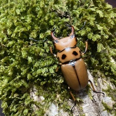 KOTA's insect メンガタメリー♂単　KOTA店長ブリードの画像
