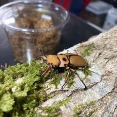 KOTA's insect メンガタメリー♂単　KOTA店長ブリード