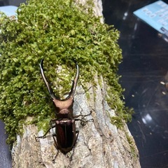 KOTA's insect メタリフェル♂単　KOTA店長ブリード