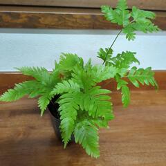 【受け渡し者決定】可愛い　観葉植物