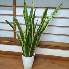 空気洗浄効果あり✨サンスベリア　高さ80センチ　観葉植物