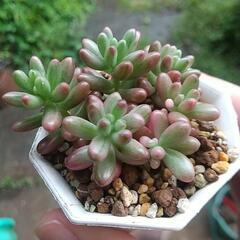 多肉植物 オーロラ