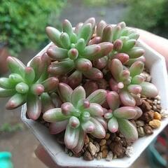 多肉植物 オーロラの画像