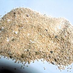 化石 有孔虫 星の砂 西表島産 ２０ｇ 