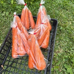 採れたて🥕にんじん