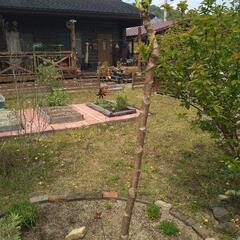 トゲなしタラノキの画像