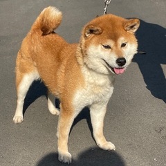 柴犬の女の子
