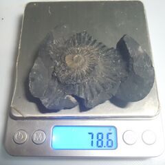 南米コロンビア・ボヤカ県産 アンモナイト 片面 ７８ｇ の画像