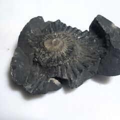 南米コロンビア・ボヤカ県産 アンモナイト 片面 ７８ｇ 